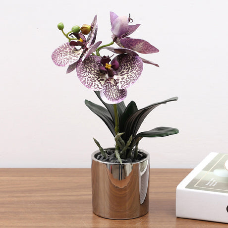 Nordic Simulation Phalaenopsis Plant Potted