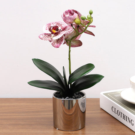 Nordic Simulation Phalaenopsis Plant Potted